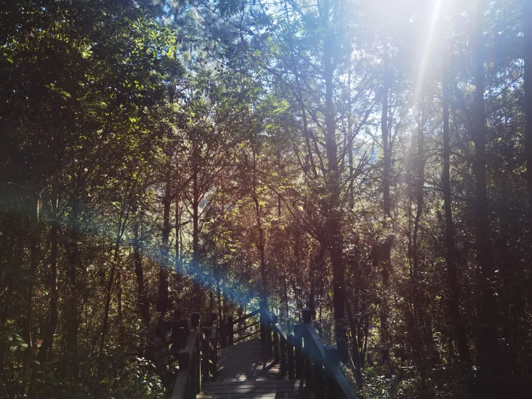 玉禾田携手宜良县政府合作碳中和项目