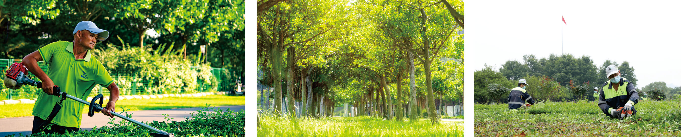 城市公园绿化管理